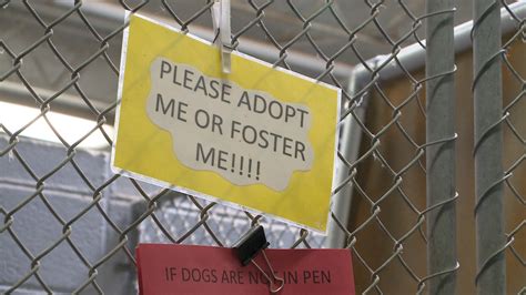 Florence animal shelter - The decline has the shelter well on the way to becoming a no kill shelter. City leaders say they still receive the same amount of animals, but they credit the volunteers for the decrease in numbers of euthanasia. Those numbers are down dramatically at the Florence-Lauderdale animal shelter, and the reason is simple. More …